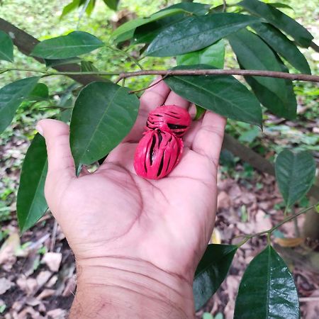 Philip Mary Farm Stay Thekkady Dış mekan fotoğraf