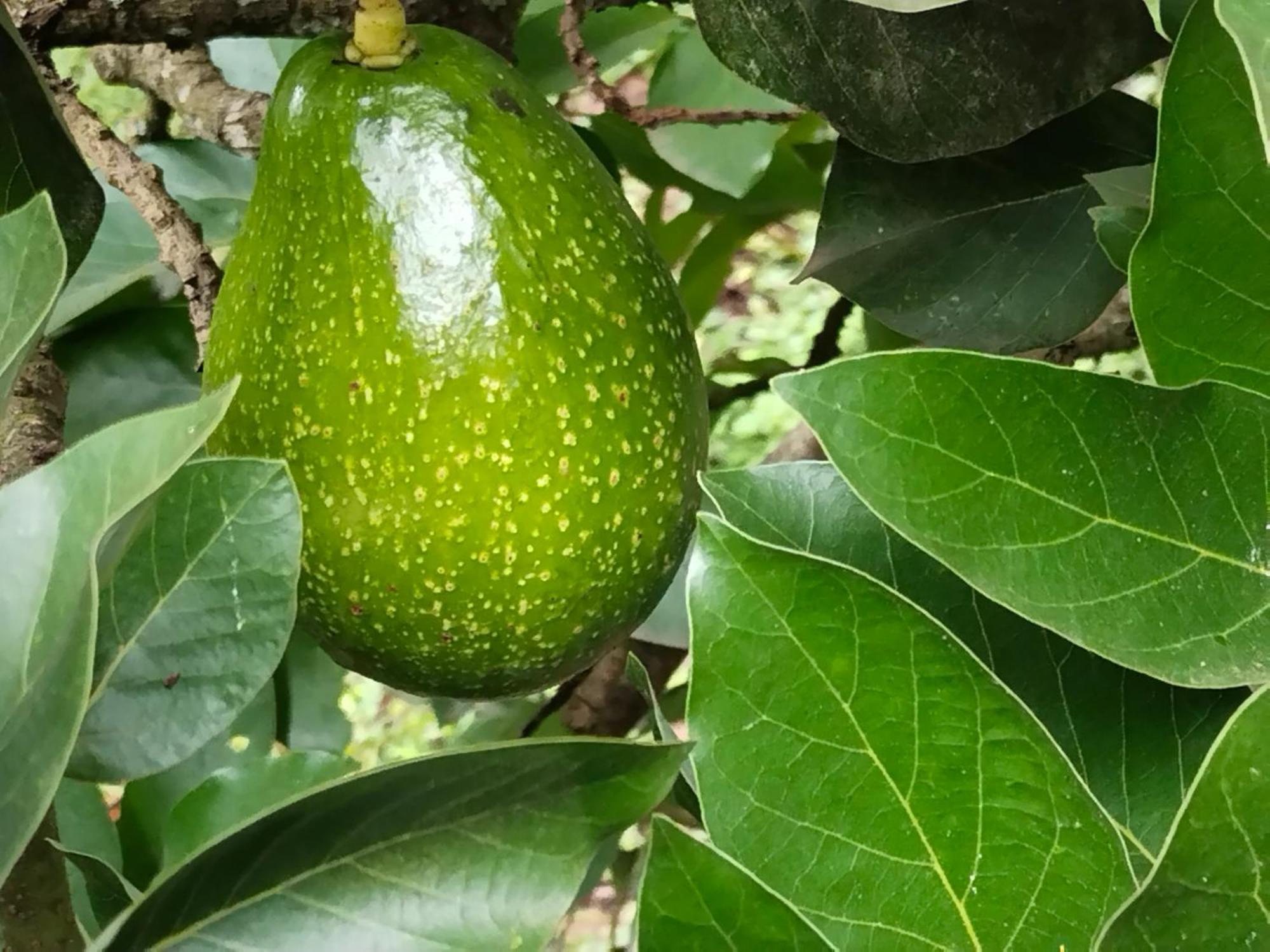 Philip Mary Farm Stay Thekkady Dış mekan fotoğraf