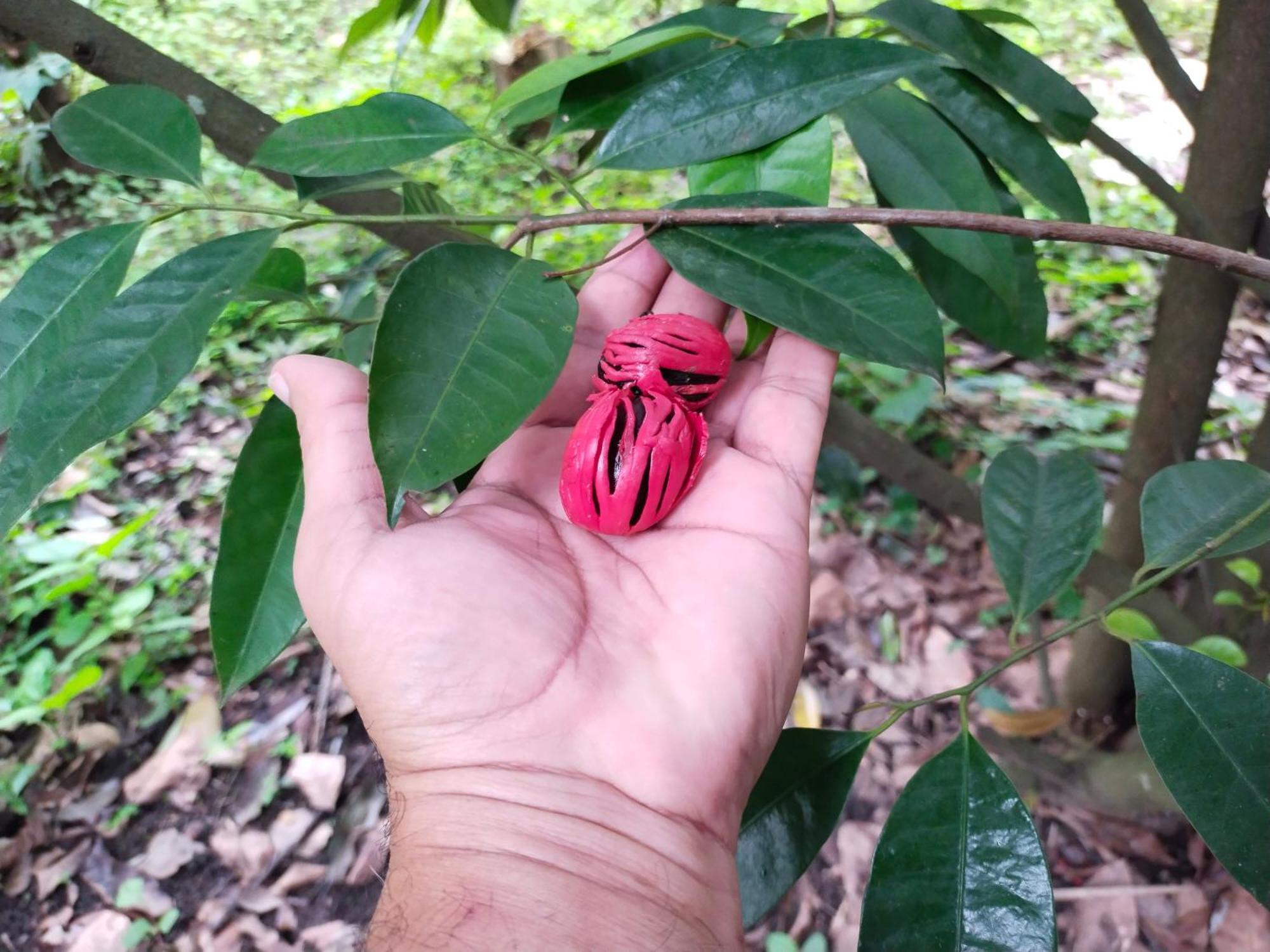 Philip Mary Farm Stay Thekkady Dış mekan fotoğraf