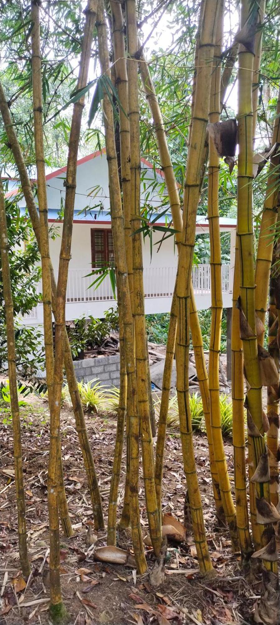 Philip Mary Farm Stay Thekkady Dış mekan fotoğraf